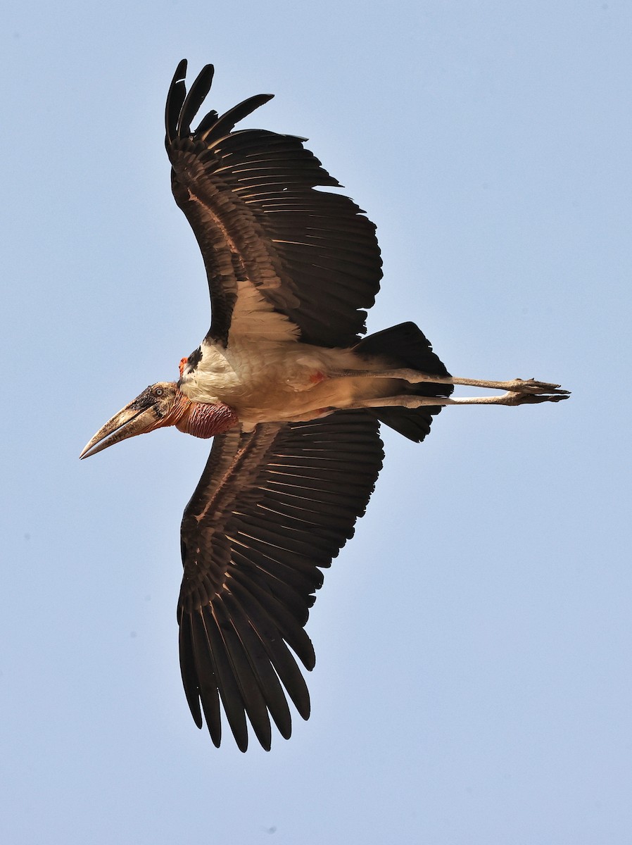 Greater Adjutant - ML630713993