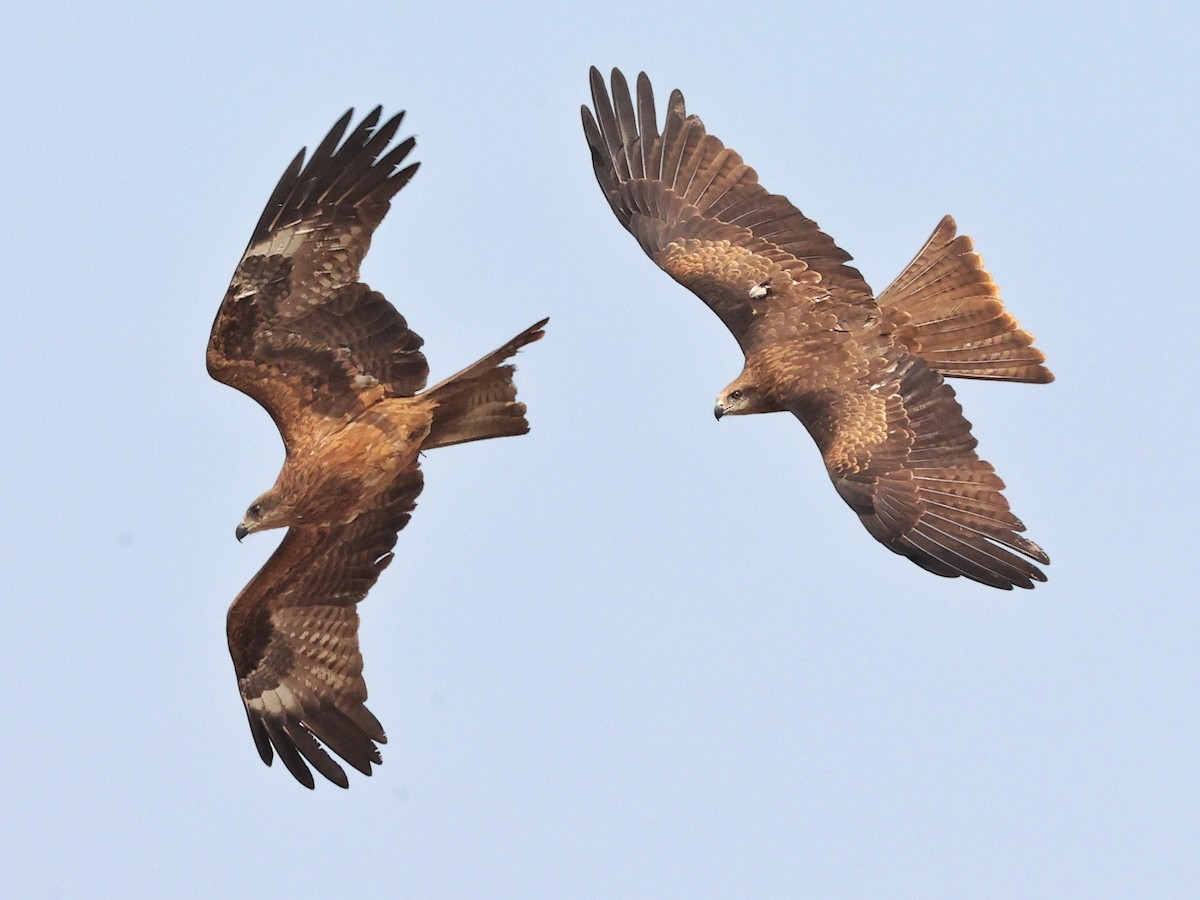 Black Kite - ML630714054