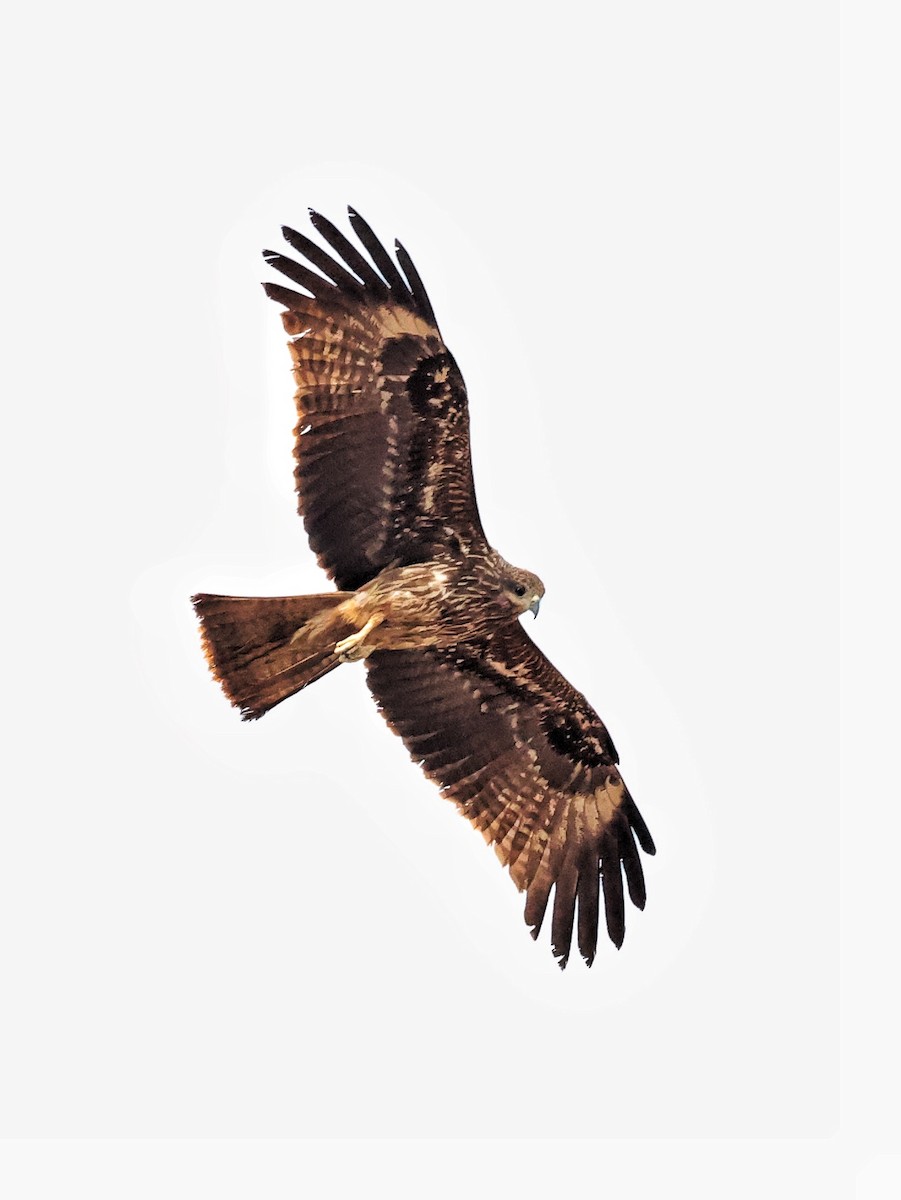 Black Kite - ML630714055