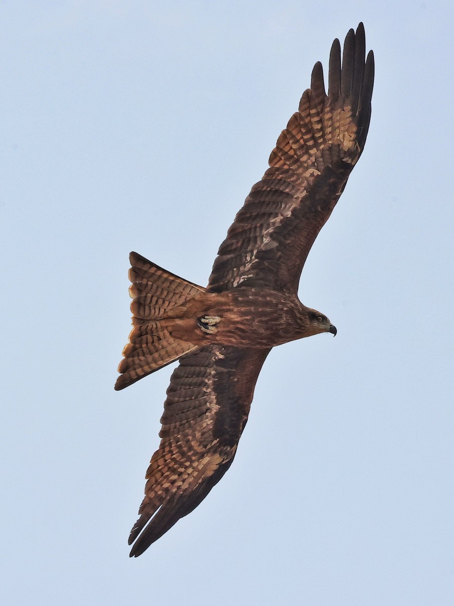 Black Kite - ML630714056