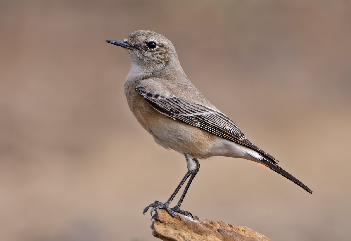 Persian Wheatear - ML630714076