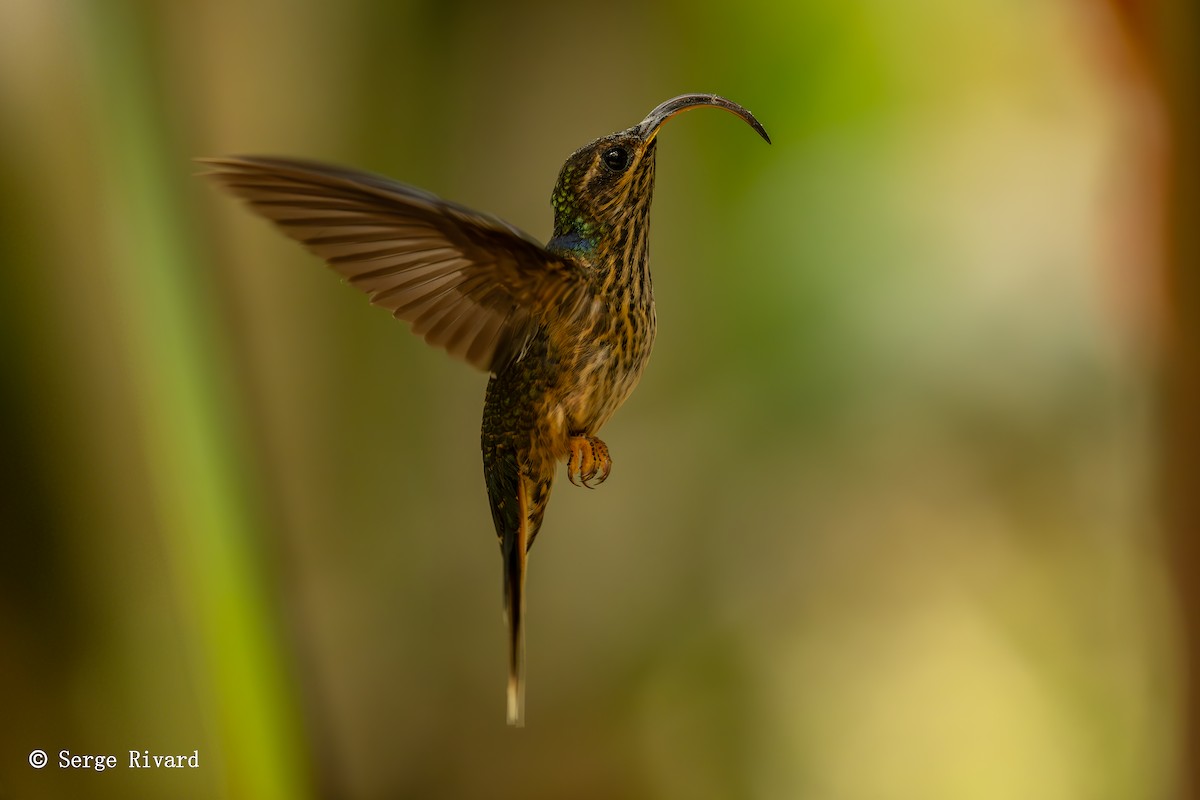 White-tipped Sicklebill - Serge Rivard