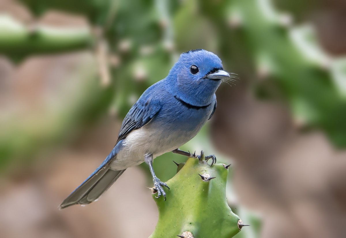 Black-naped Monarch - ML630714187