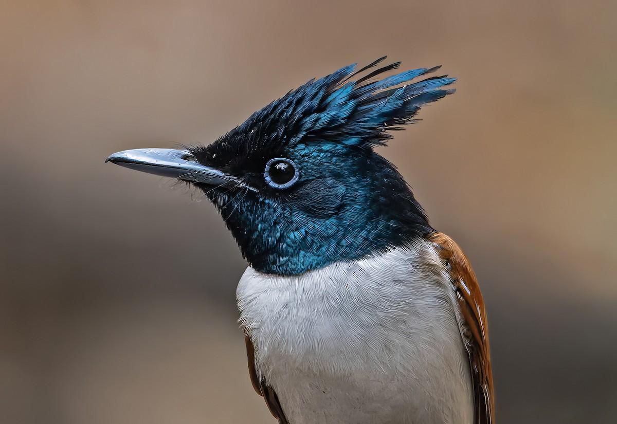 Indian Paradise-Flycatcher - ML630714196