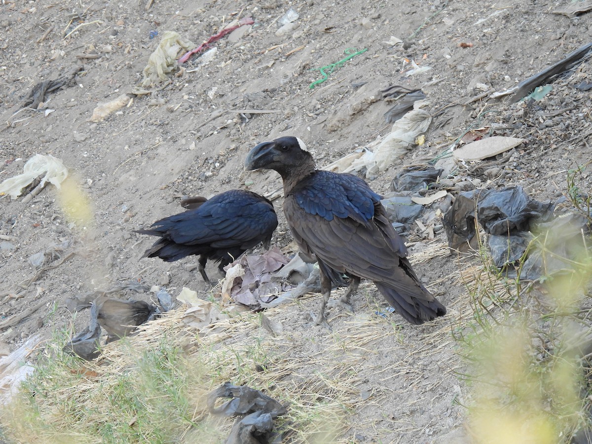Thick-billed Raven - ML630715021