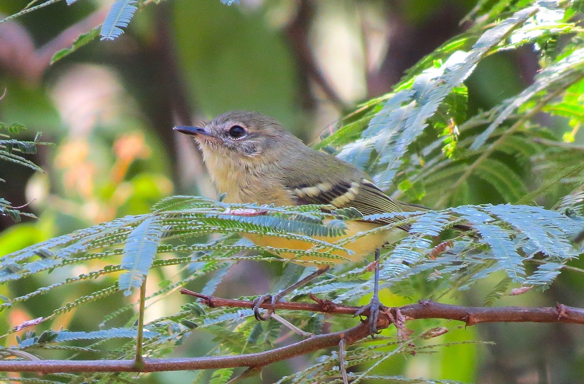 Buff-banded Tyrannulet - ML630715024