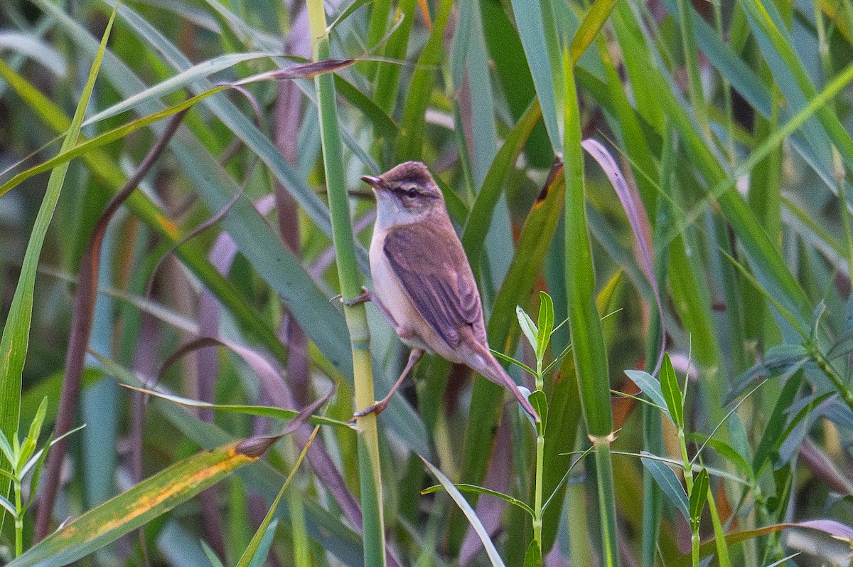 Хээрийн охил бялзуухай - ML630715101