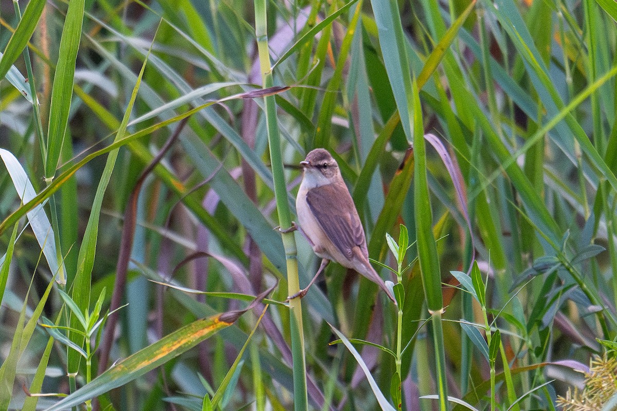 Хээрийн охил бялзуухай - ML630715102