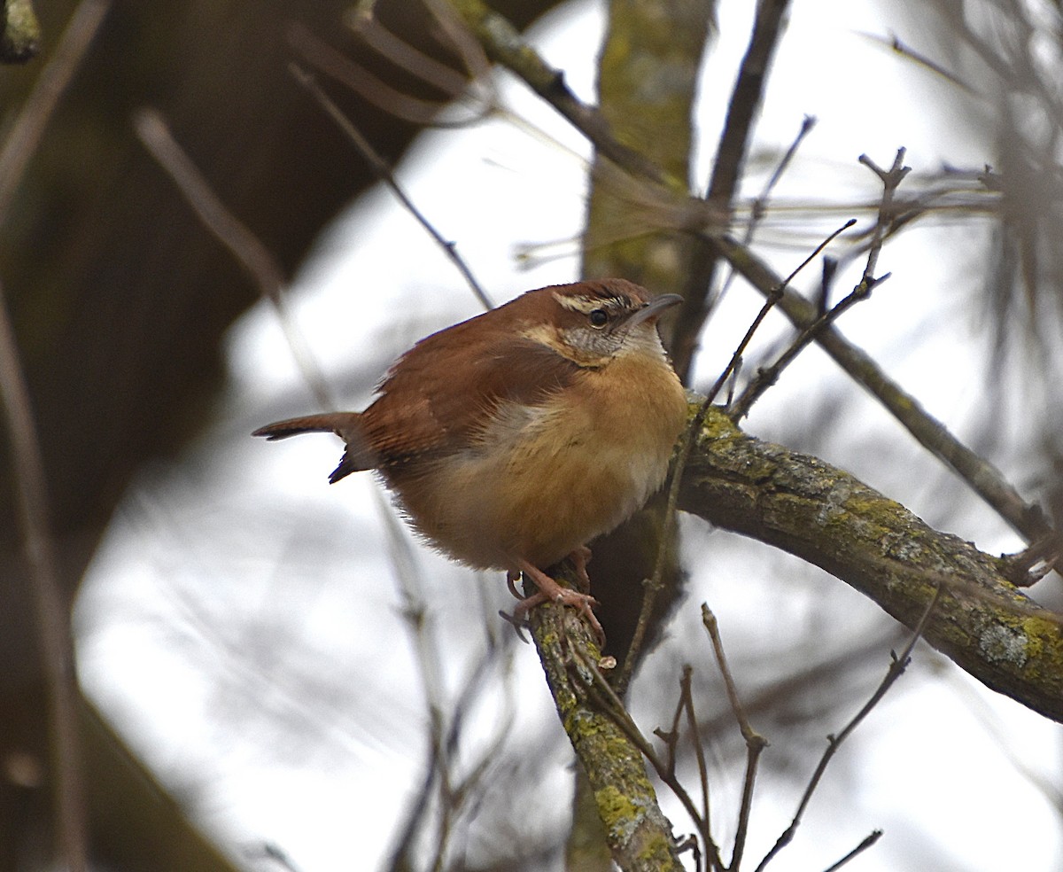 Carolina Wren - ML630715217