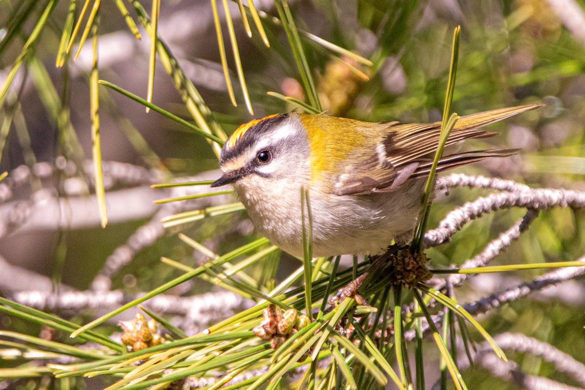 Common Firecrest - Juan Abella