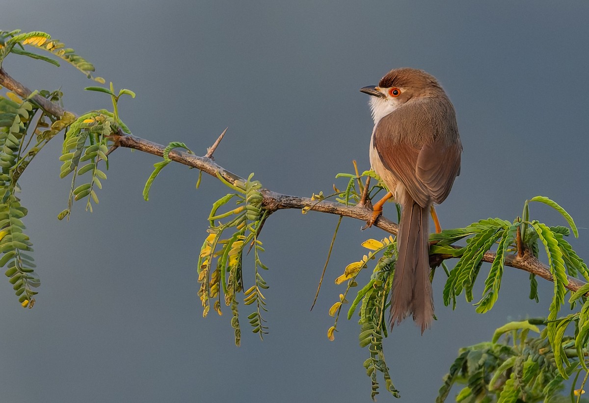 Yellow-eyed Babbler - ML630715309
