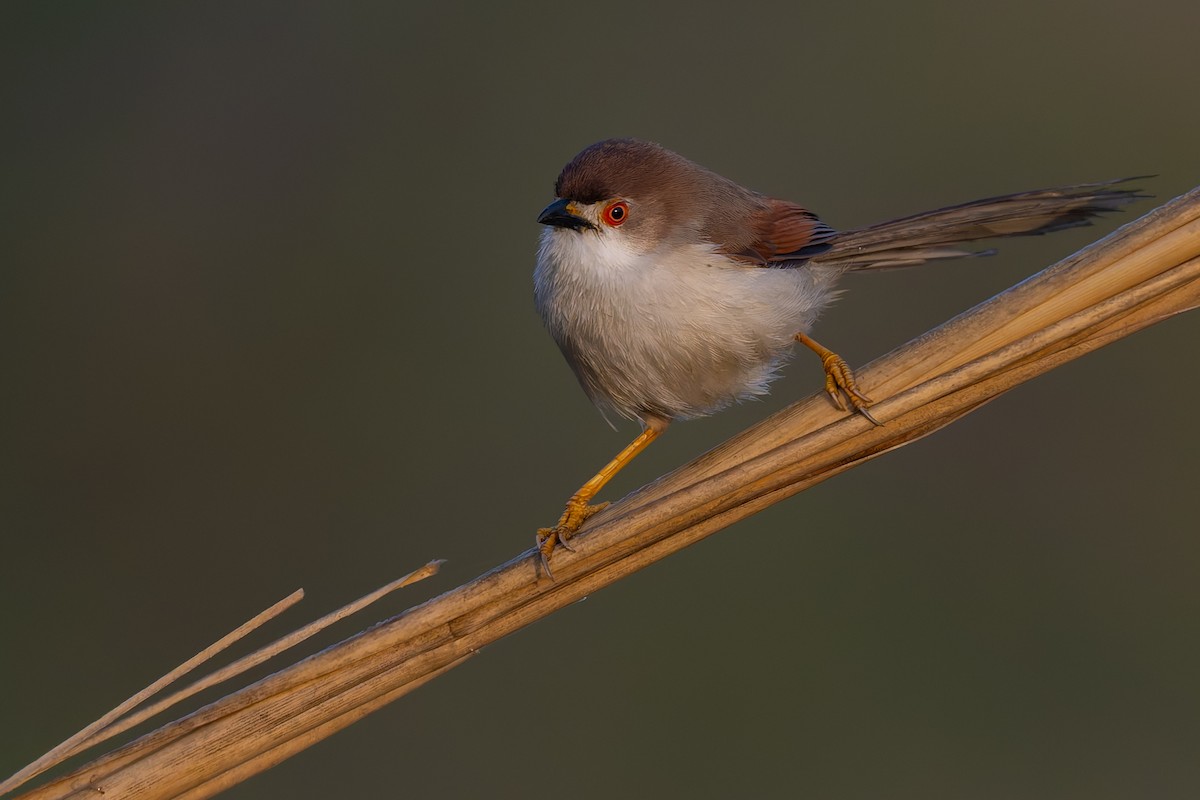 Yellow-eyed Babbler - ML630715311