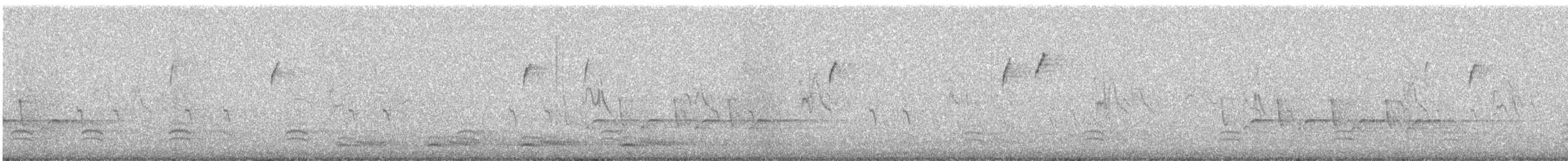 チャバラマユミソサザイ - ML630715426