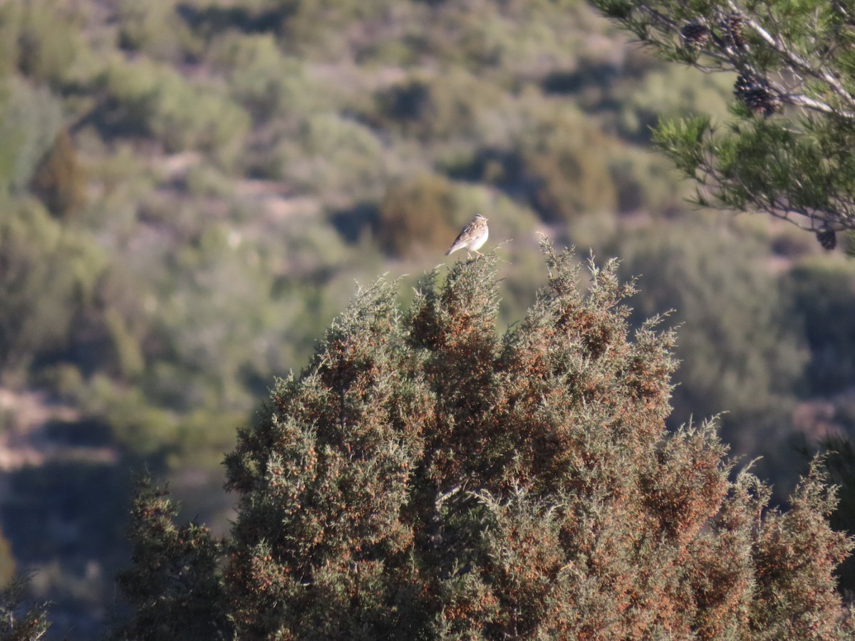 Wood Lark - ML630715437
