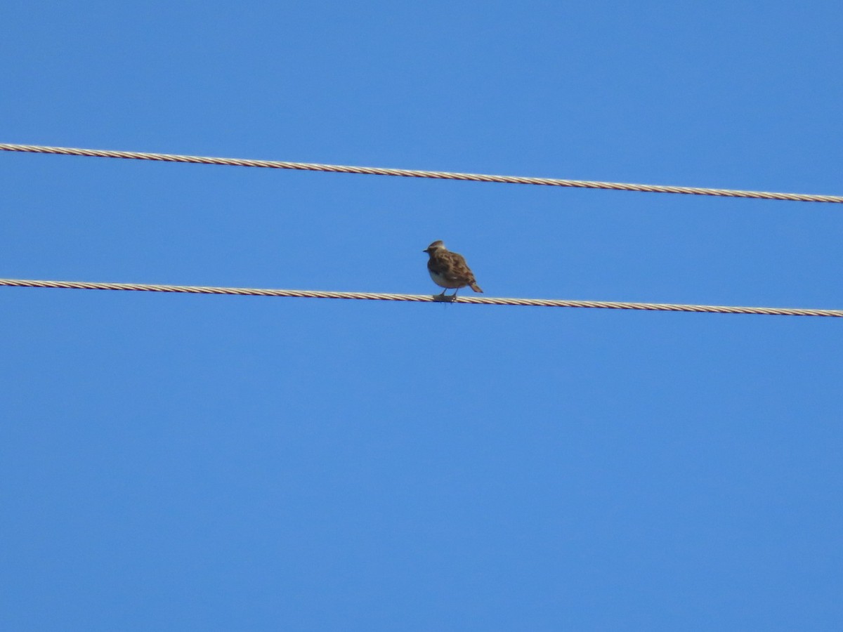 Wood Lark - ML630715438