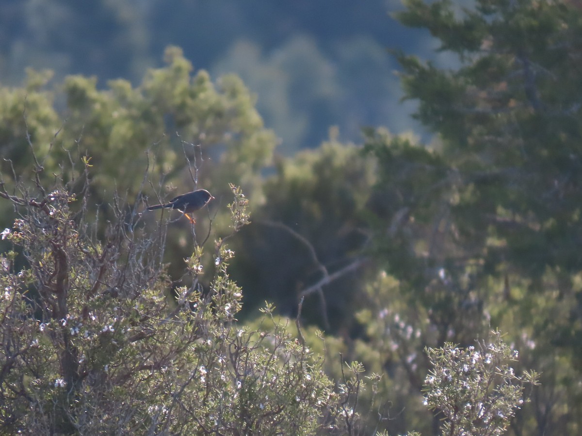 Dartford Warbler - ML630715444