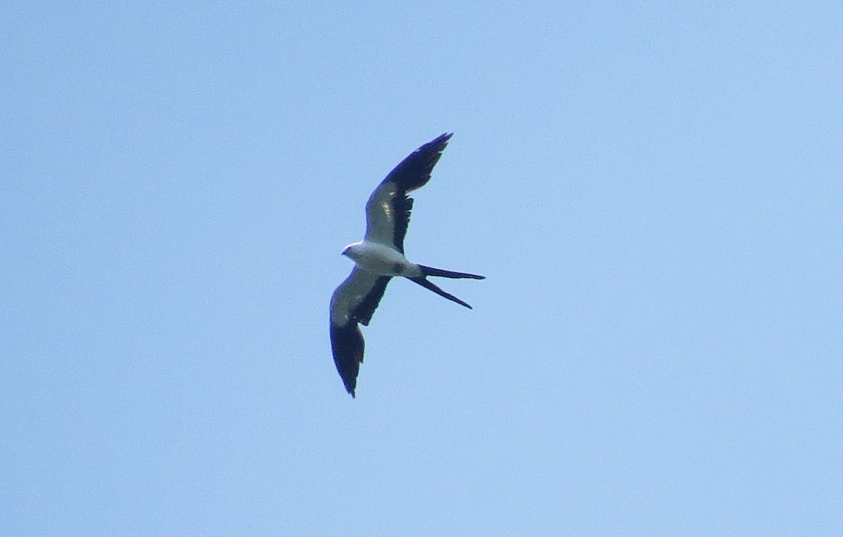 Swallow-tailed Kite - ML630715483