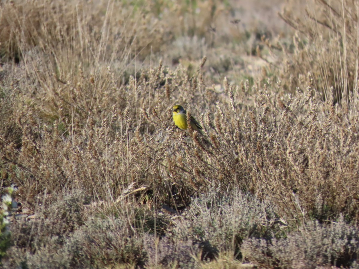 Citril Finch - ML630715484