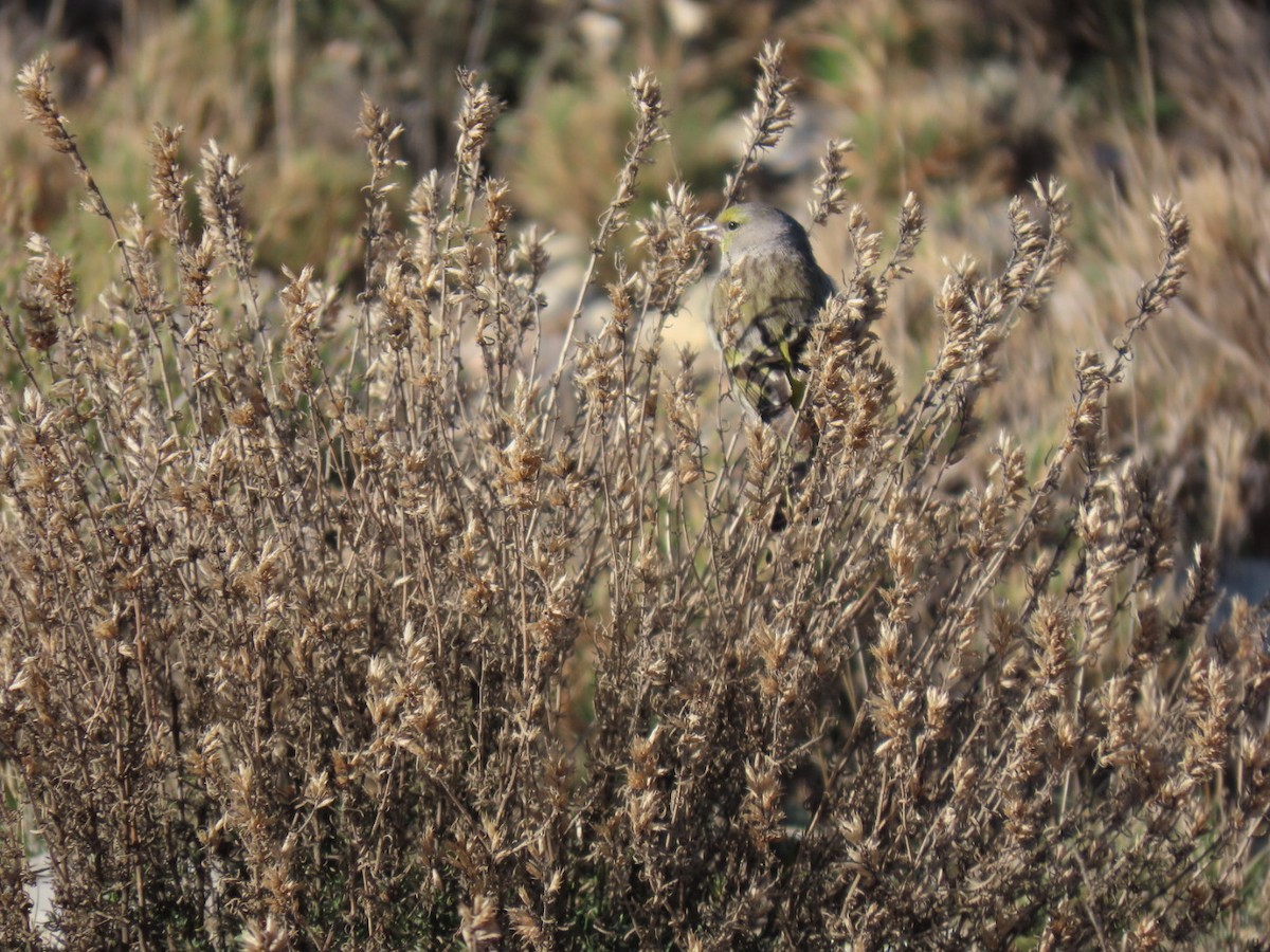 Citril Finch - ML630715486