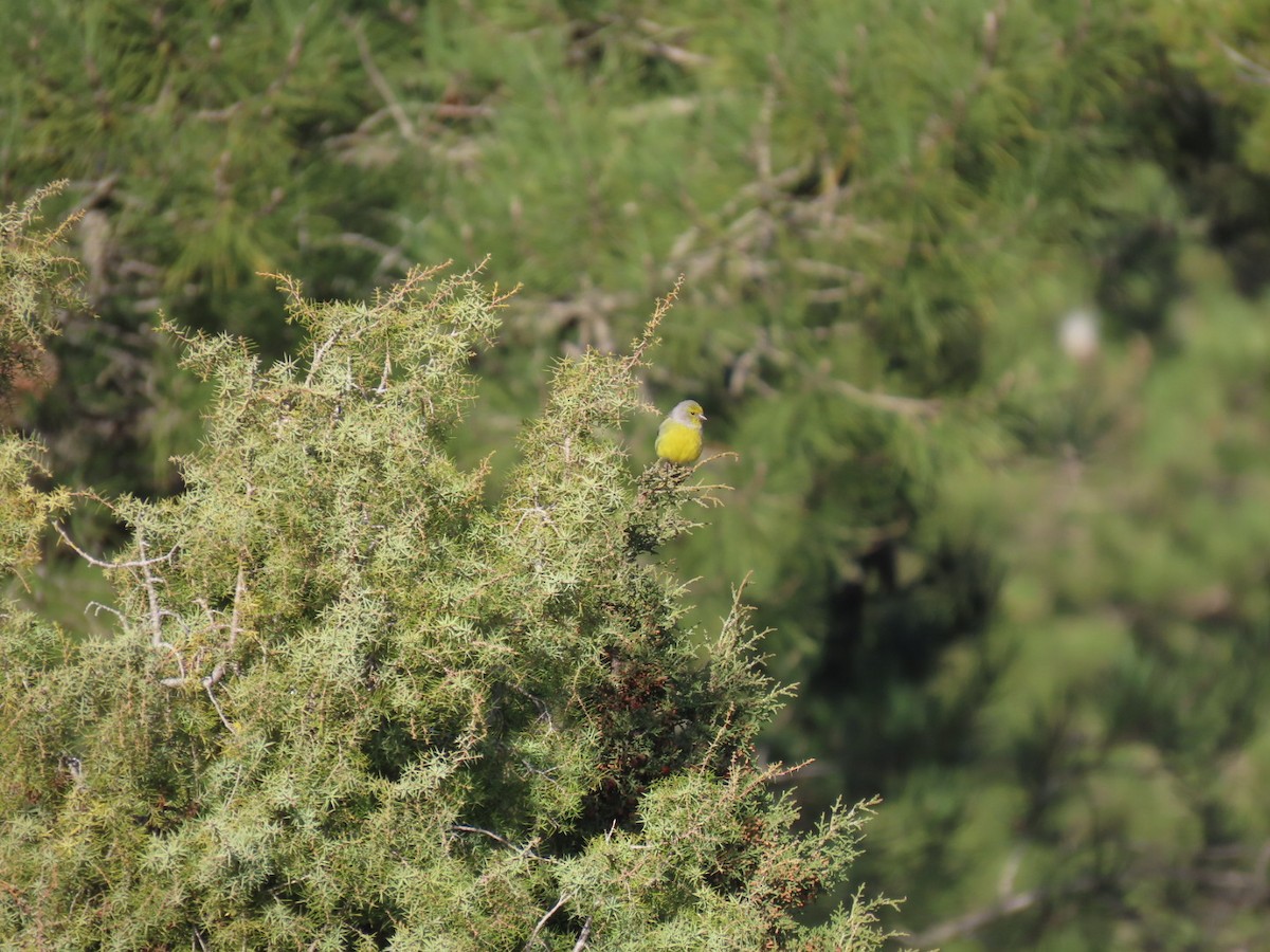 Citril Finch - ML630715487