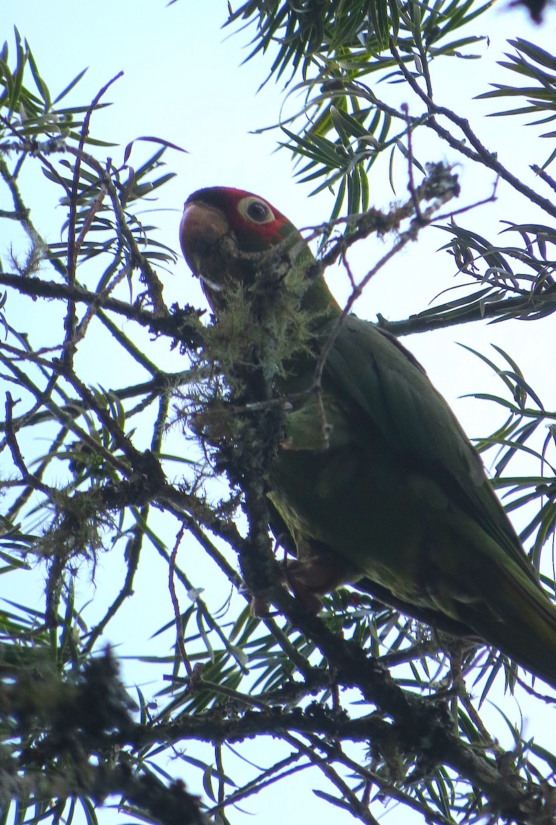 Mitred Parakeet - ML630715523