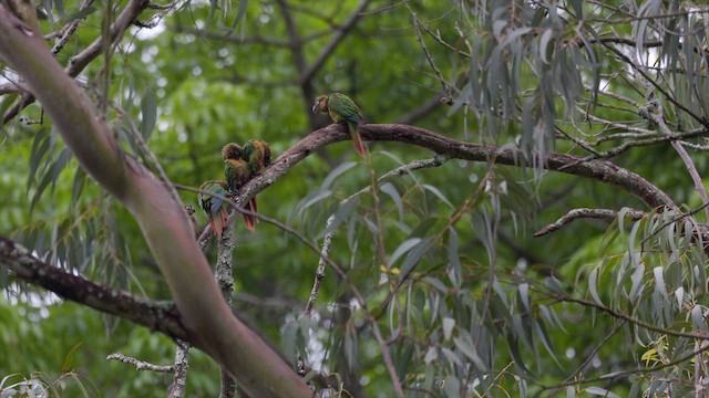 Conure de Vieillot - ML630715612