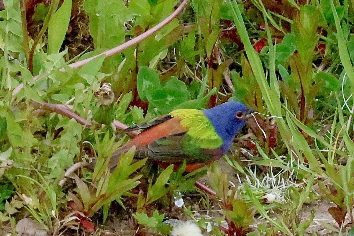 Passerin nonpareil - ML630715705