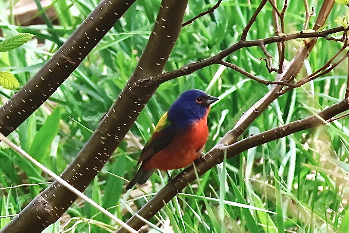 Passerin nonpareil - ML630715706