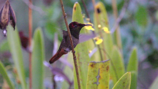 Ruby-topaz Hummingbird - ML630715732