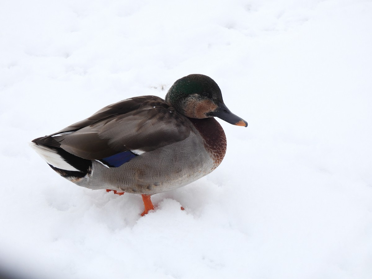 Gadwall x Mallard (hybrid) - ML630715750