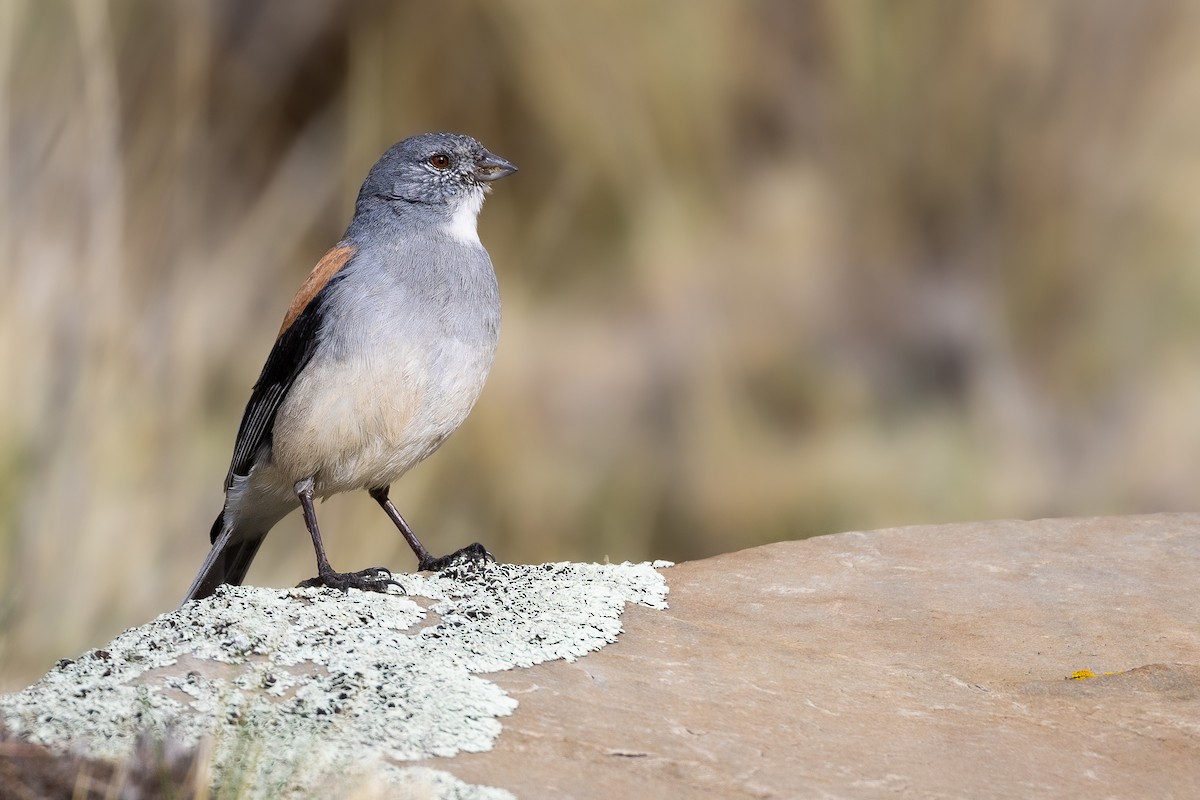 Red-backed Sierra Finch - ML630715759