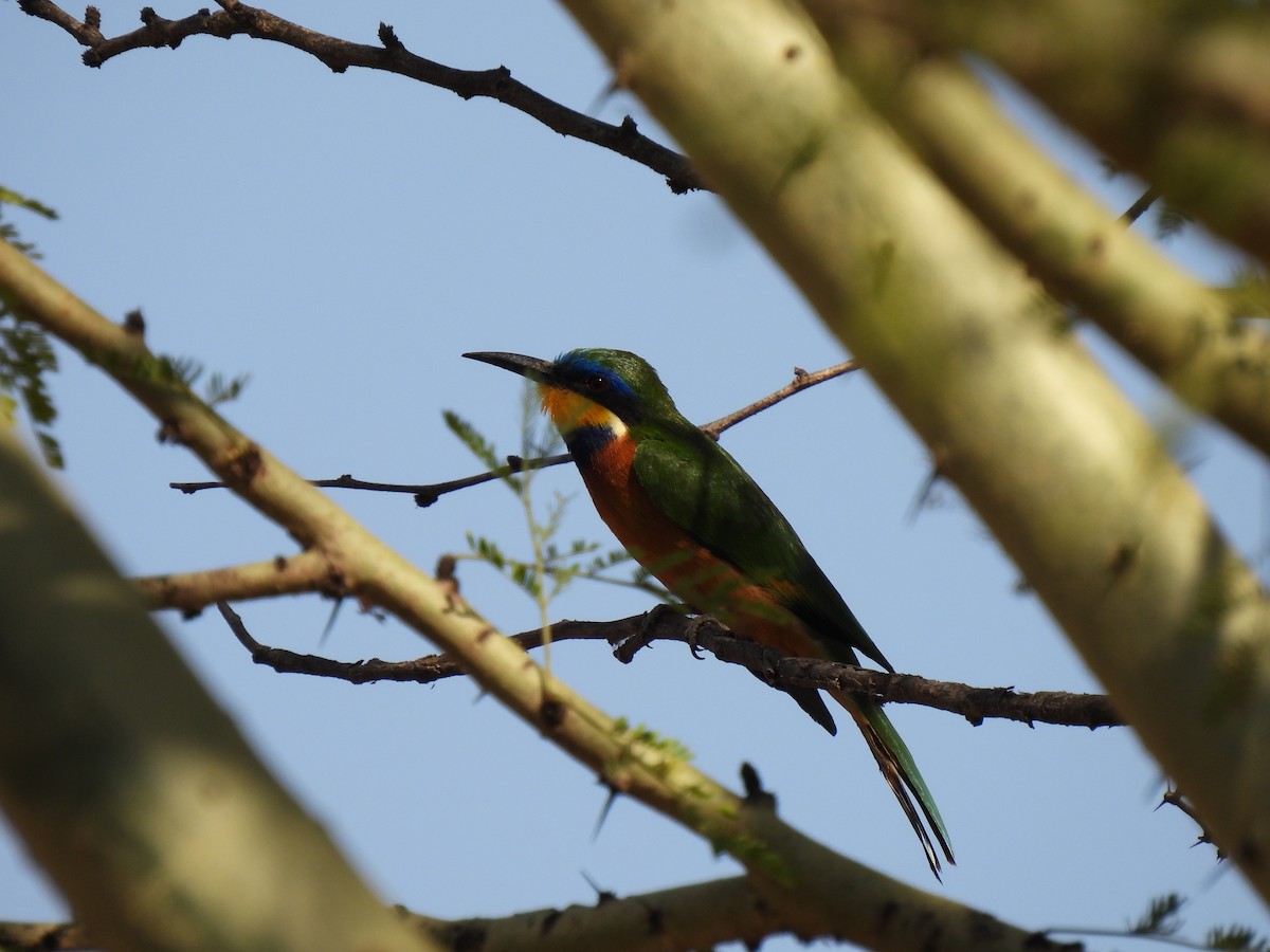 Ethiopian Bee-eater - ML630715889