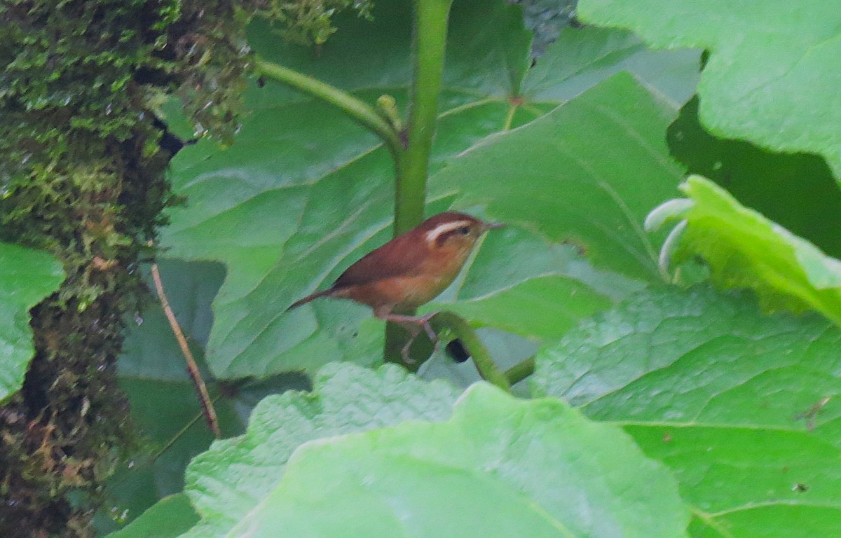 Mountain Wren - ML630715950