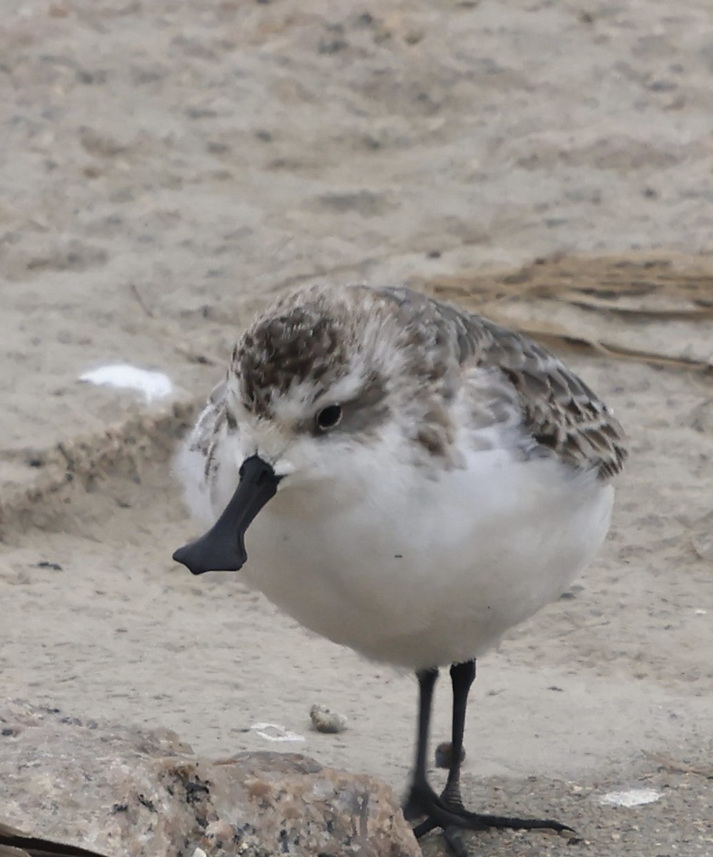Spoon-billed Sandpiper - ML630716047