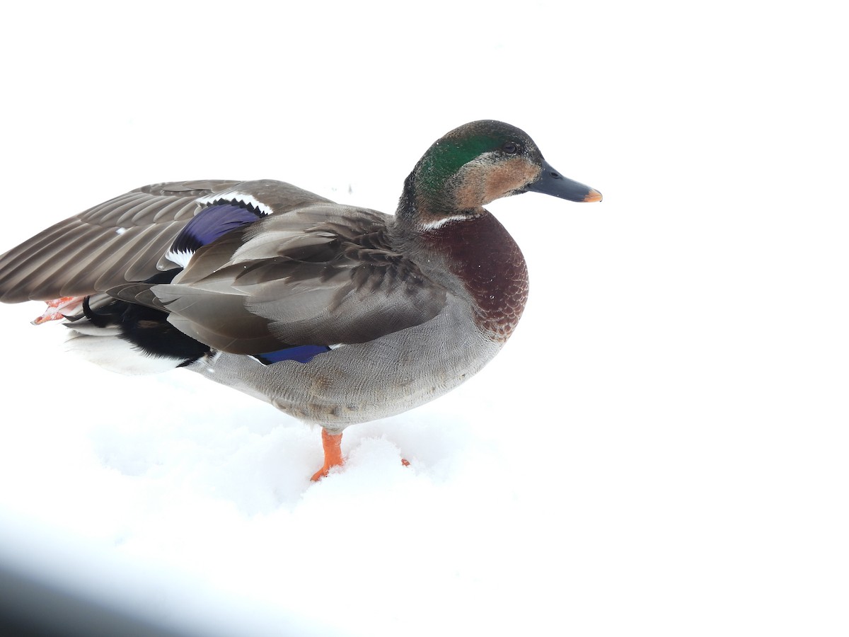 Gadwall x Mallard (hybrid) - ML630716048