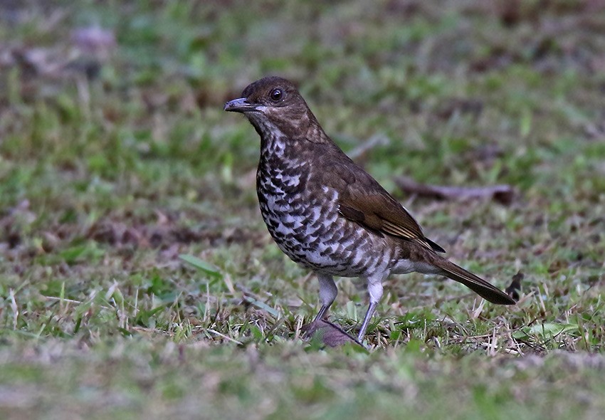 Marañon Thrush - ML63071611