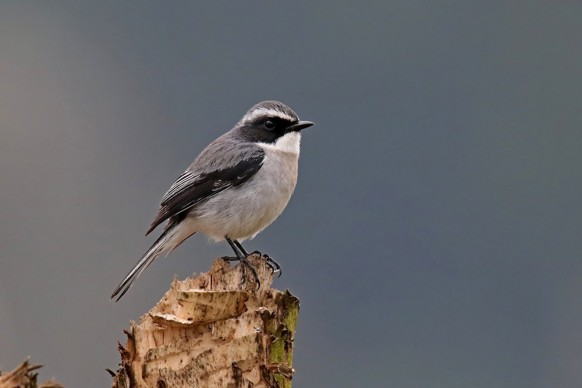 Gray Bushchat - ML630716122