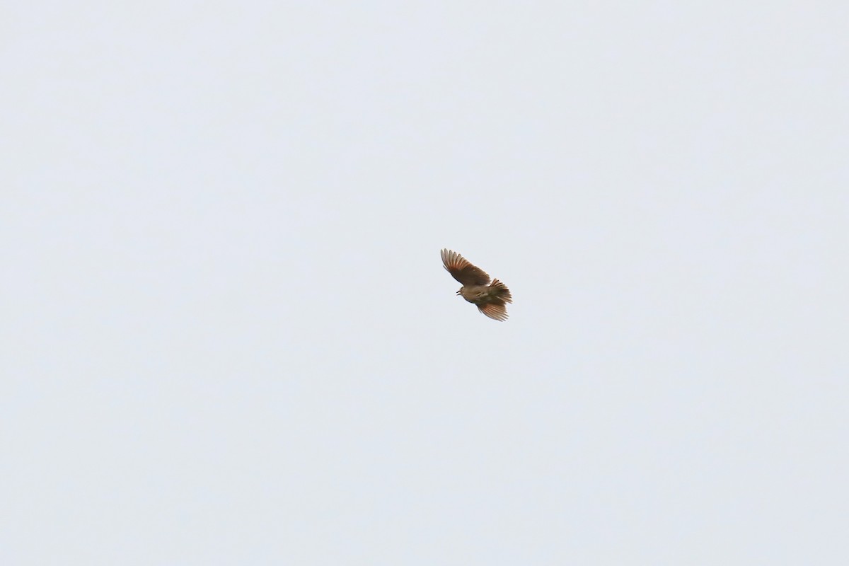 Bengal Bushlark - ML630716140