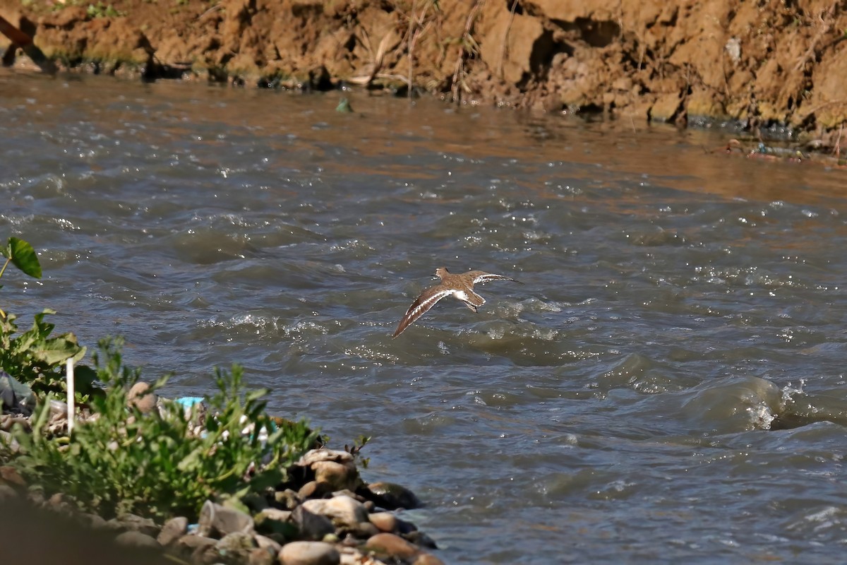 Common Sandpiper - ML630716198