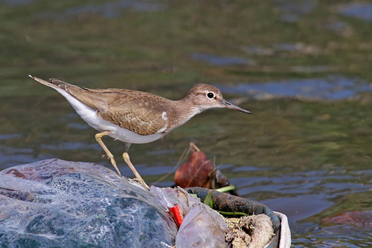 Common Sandpiper - ML630716201