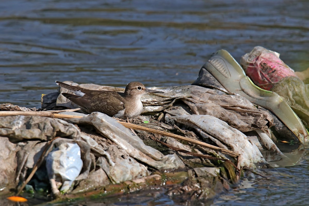 Common Sandpiper - ML630716202