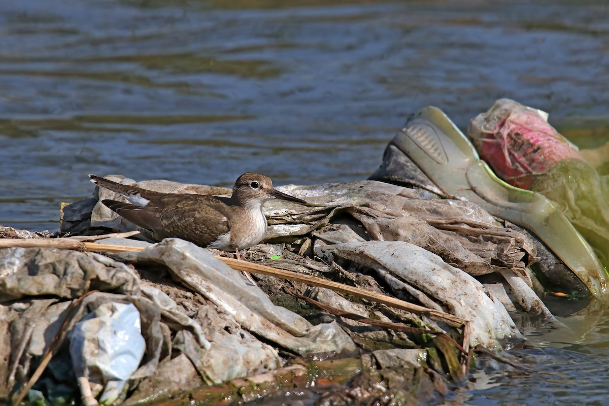 Common Sandpiper - ML630716203