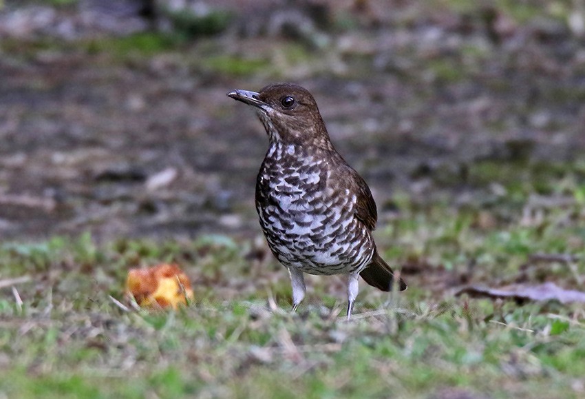 Marañon Thrush - ML63071621