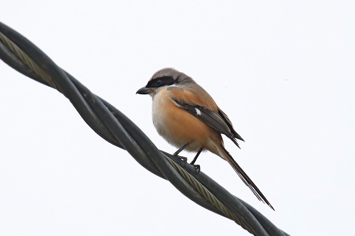 Long-tailed Shrike - ML630716234