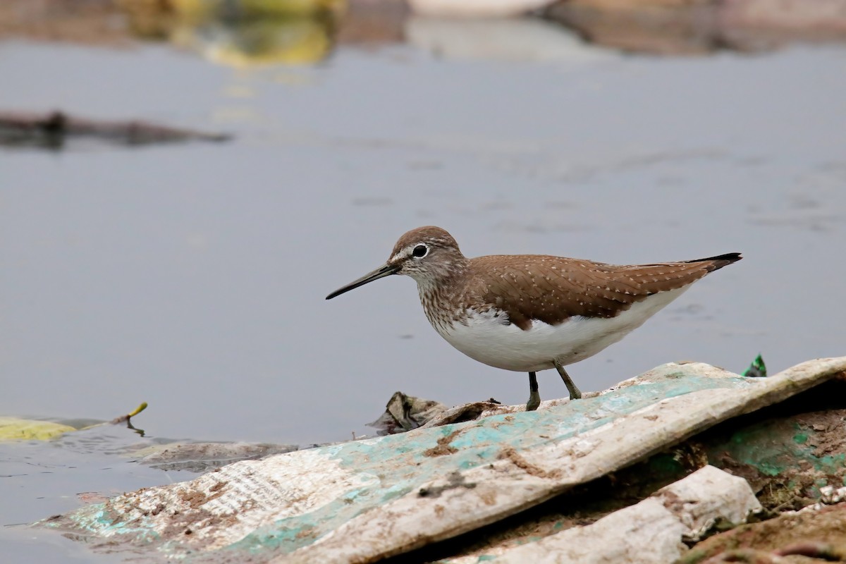 Green Sandpiper - ML630716239