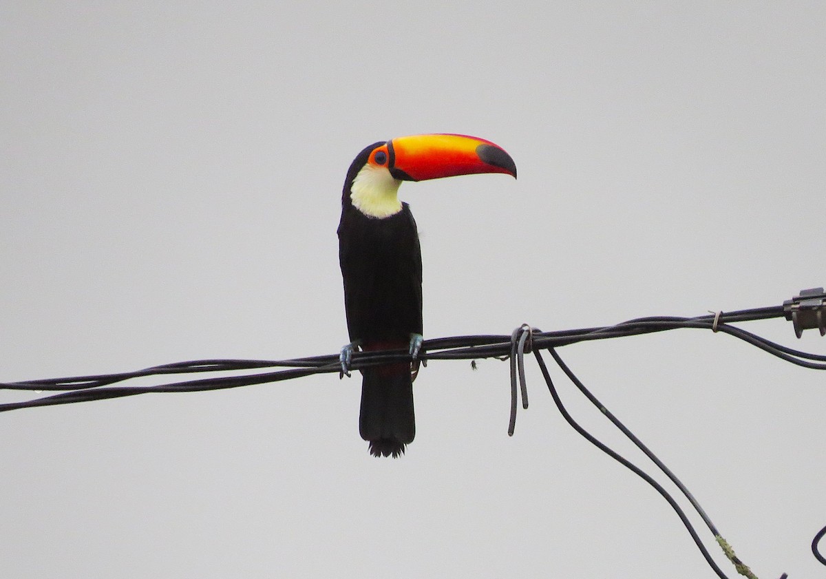 Toco Toucan - ML630716333