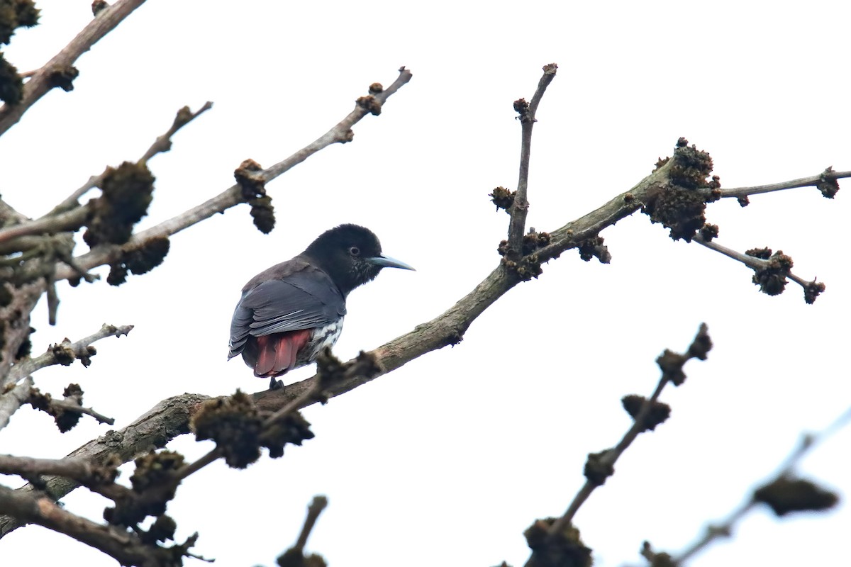 Maroon Oriole - ML630716460