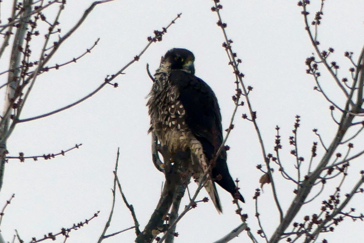 Peregrine Falcon - ML630716556