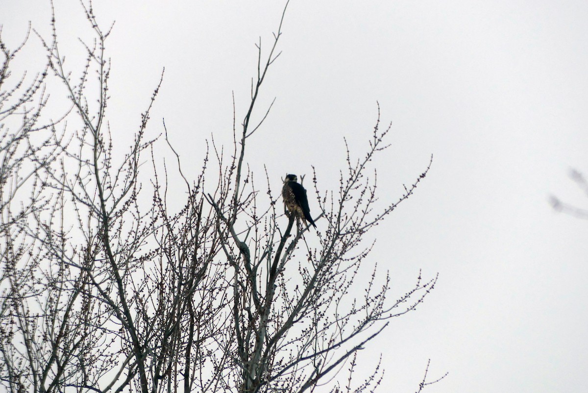 Peregrine Falcon - ML630716557