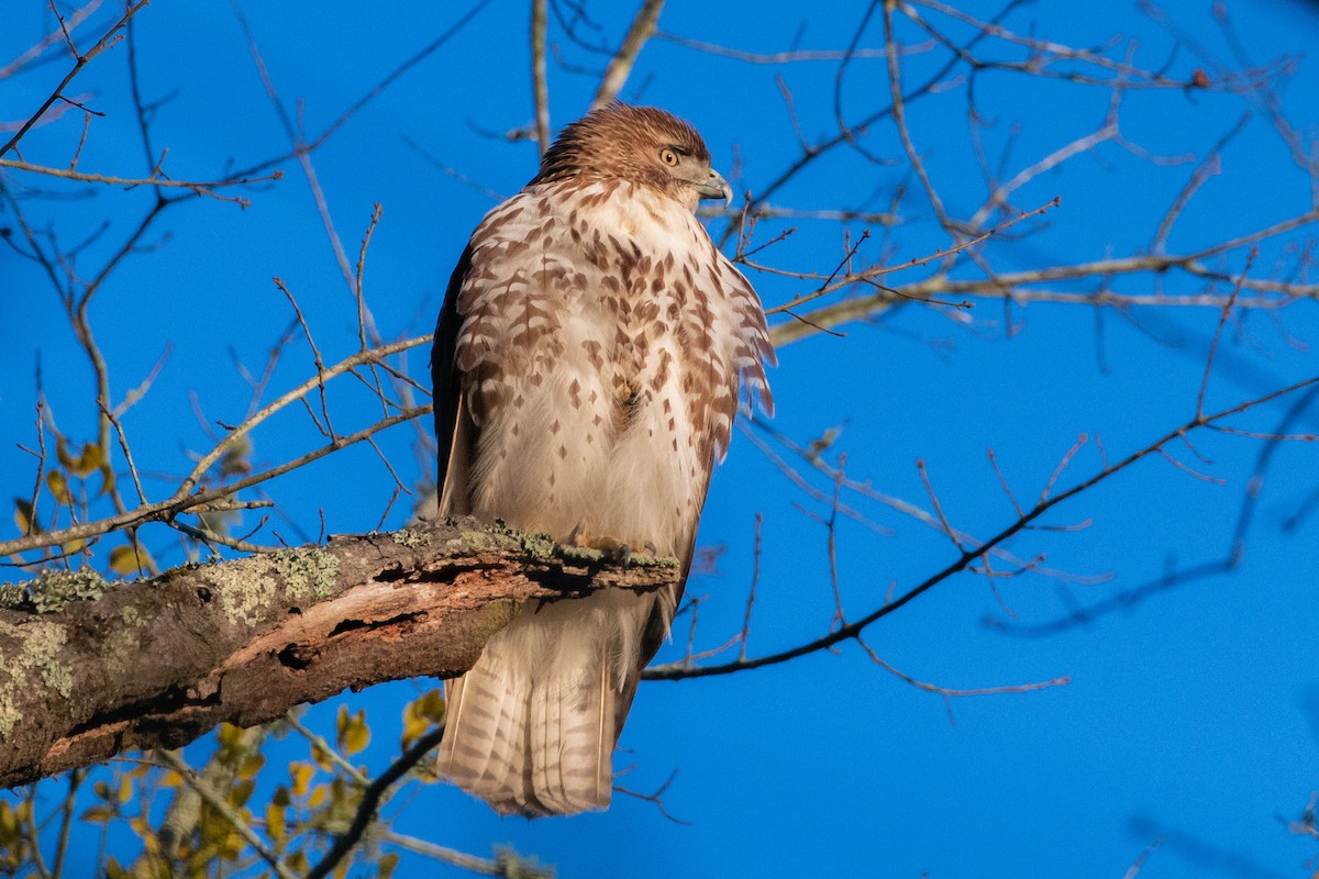 Red-tailed Hawk - ML630716591